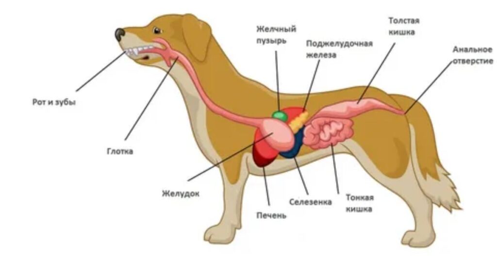 What Toxins Cause Pancreatitis In Dogs