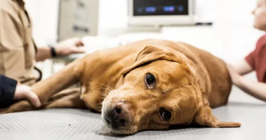 How is Pancreatitis Diagnosed in Dogs