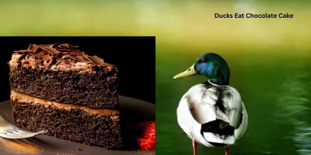 Can Ducks Eat Chocolate Cake