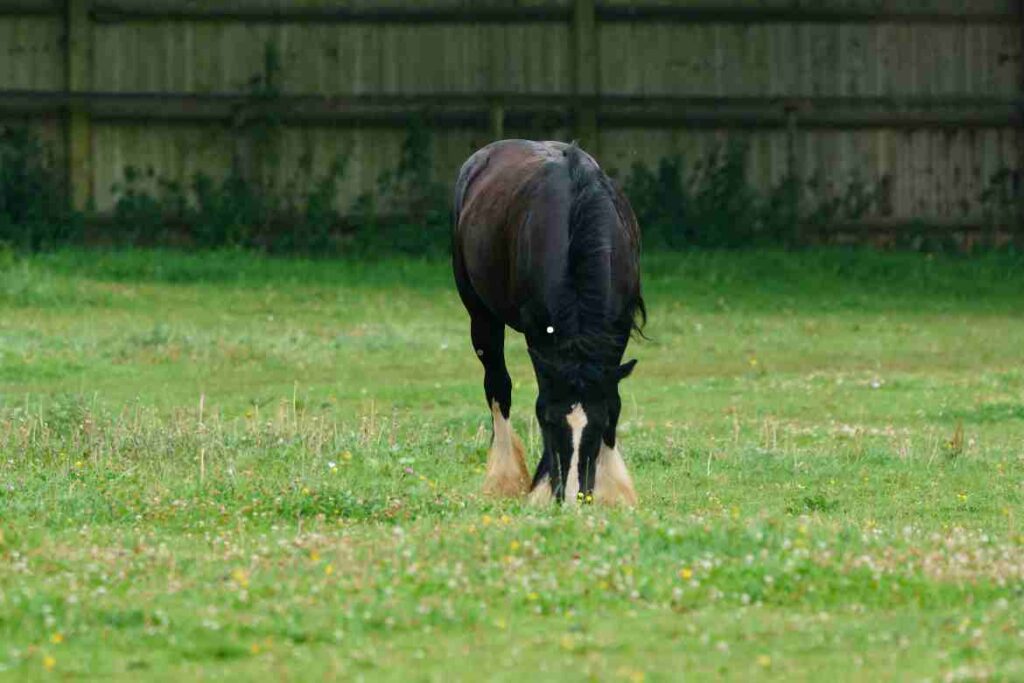 goliath biggest shire horse