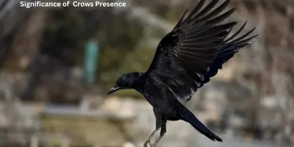 Three Crows Spiritual Meaning