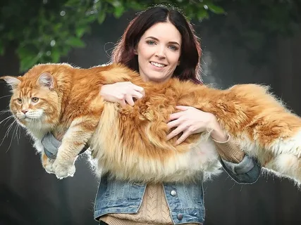 Maine Coon Cats Size: How Big Can They Be