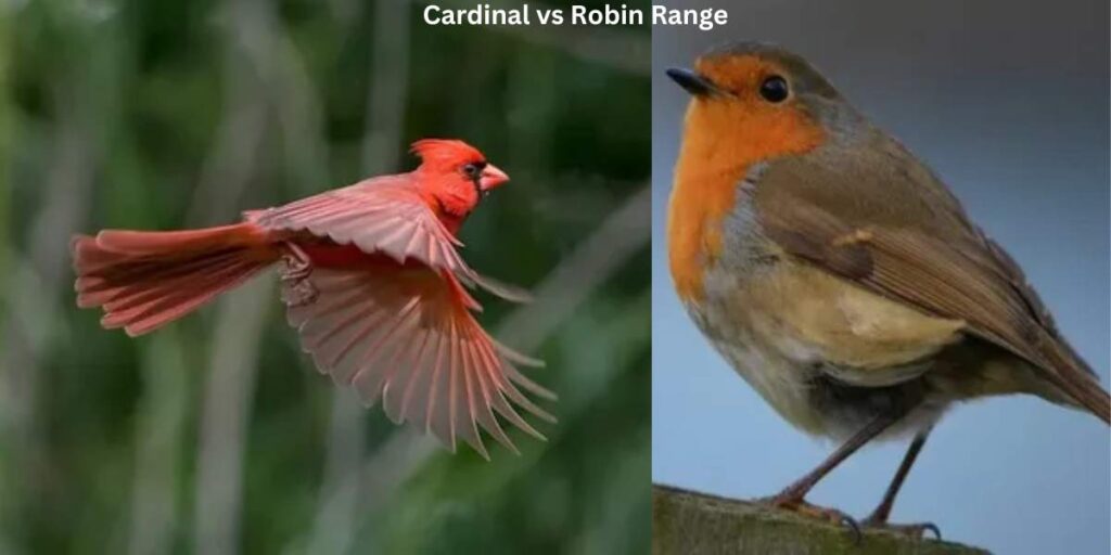 Cardinal vs Robin 