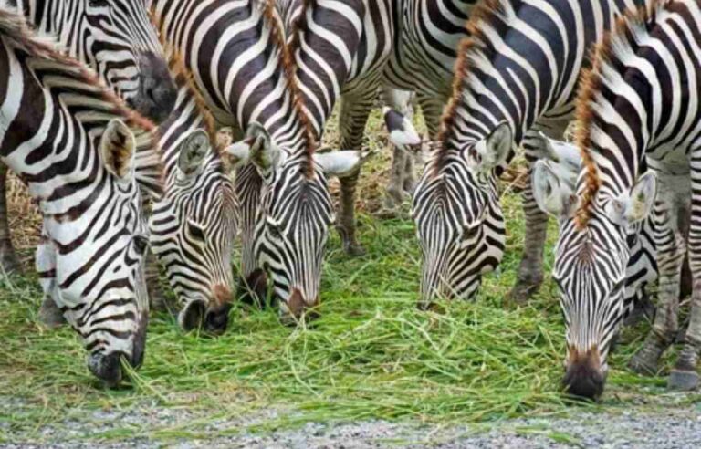 What Do Zebras Eat? A Comprehensive Guide to Zebra Diet and Nutrition