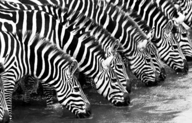 Are Zebras Black with White Stripes?