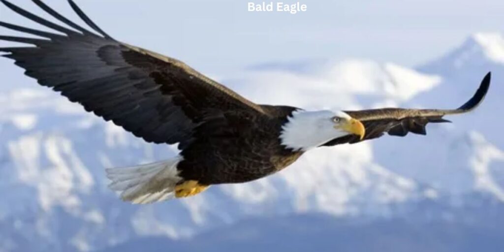 Bald Eagle