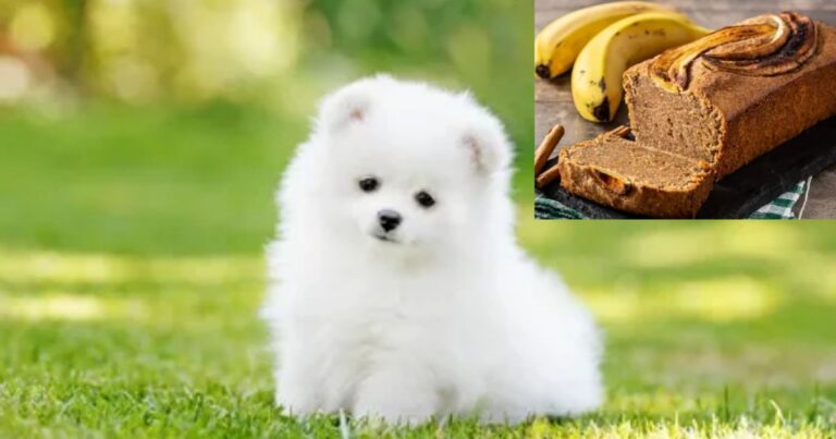 Can Dogs Have Banana Bread