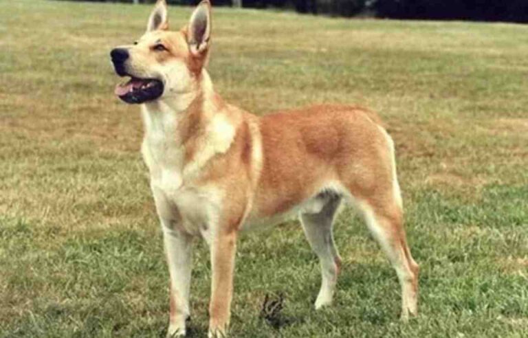 Carolina Dog Personality: Traits, Temperament, and Care