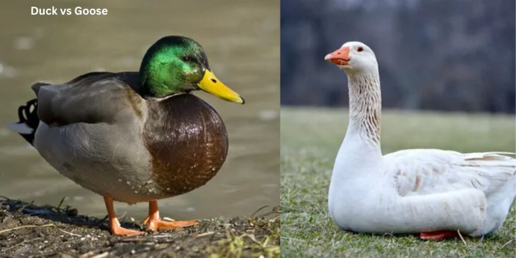 Duck vs Goose