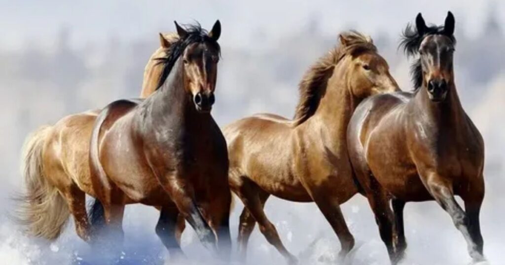 How Long Do Horses Live