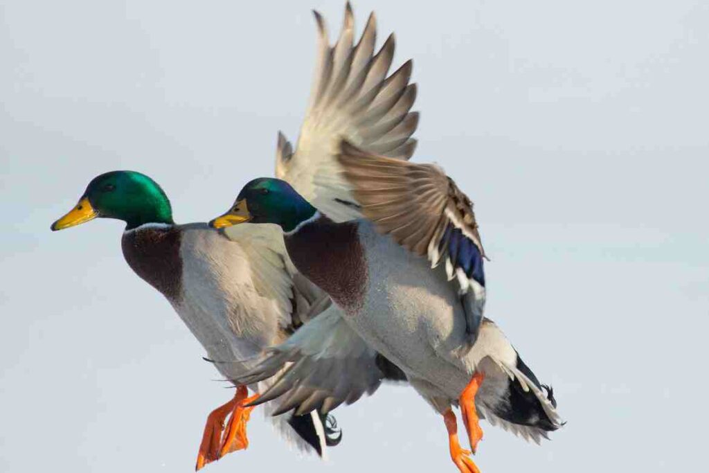 Feeding Habits of Mallard Ducks