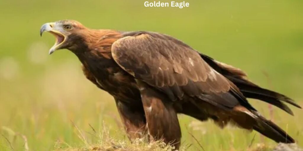 Golden Eagle