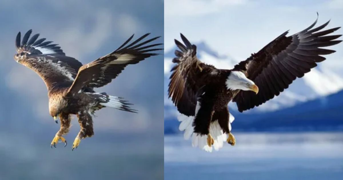 Golden Eagle vs Bald Eagle