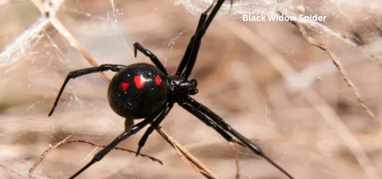 what does a black widow spider bite look like after 24 hours