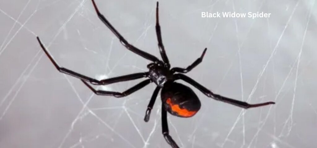 Black Widow Spider