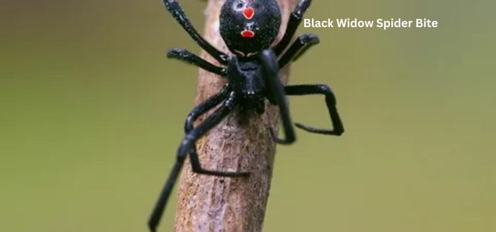 Black Widow Spider Bite