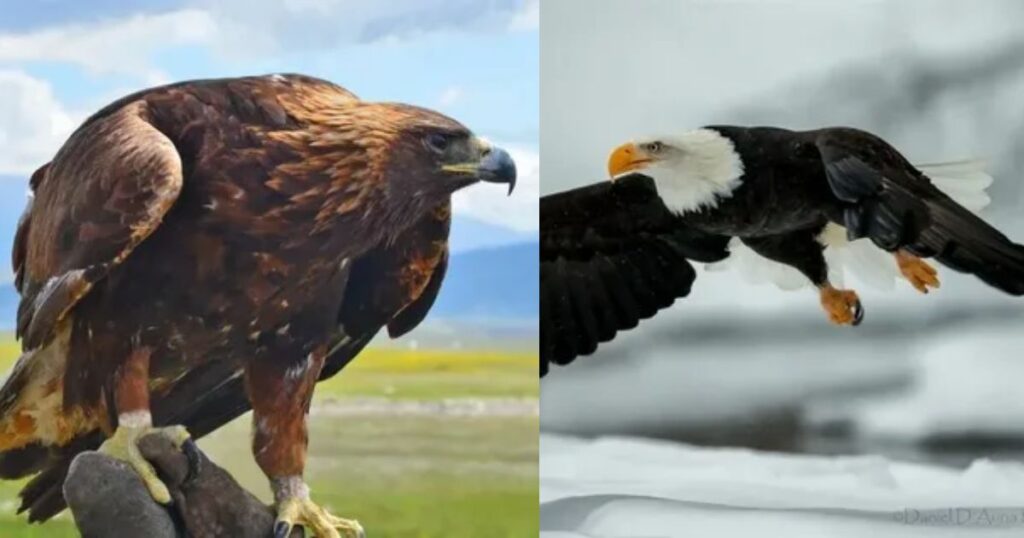  Golden Eagles and Bald Eagles