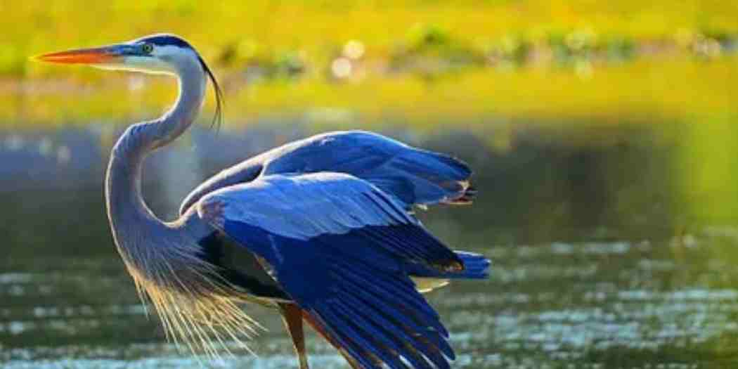 Great Blue Heron Call: An In-Depth Exploration