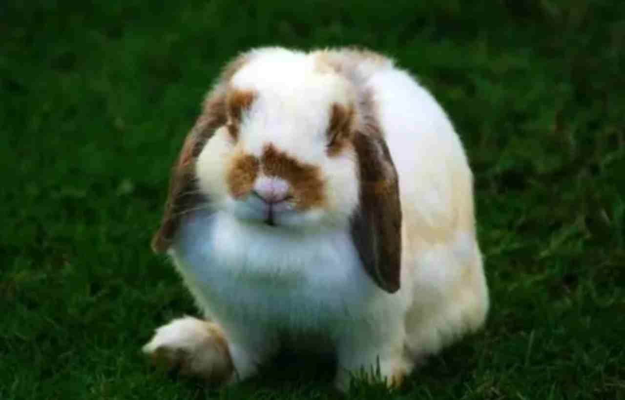 Holland Lop Lifespan: