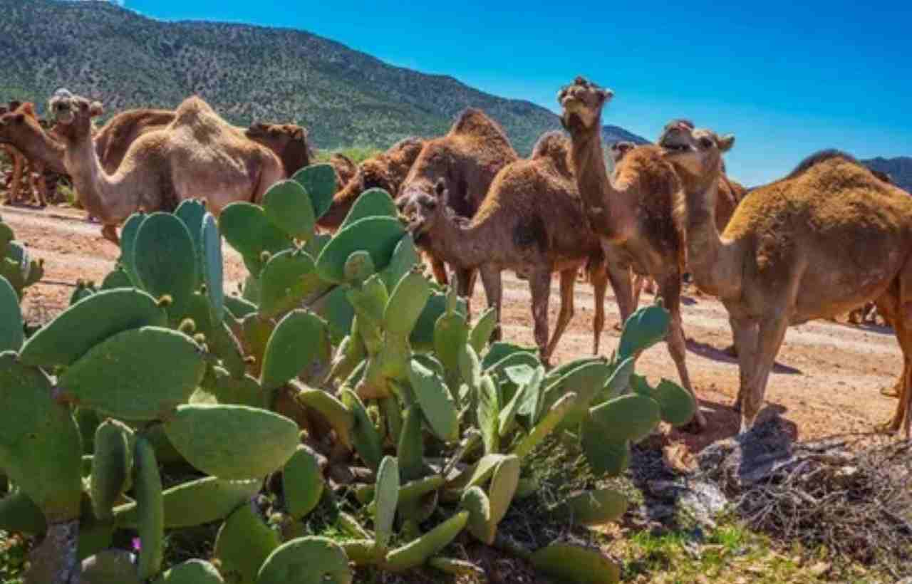 How Can Camels Eat Cactus? Understanding Their Unique Diet