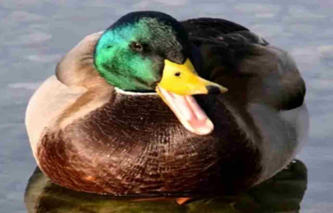 How Do Ducks Cry? Understanding Their Vocalizations and Emotions