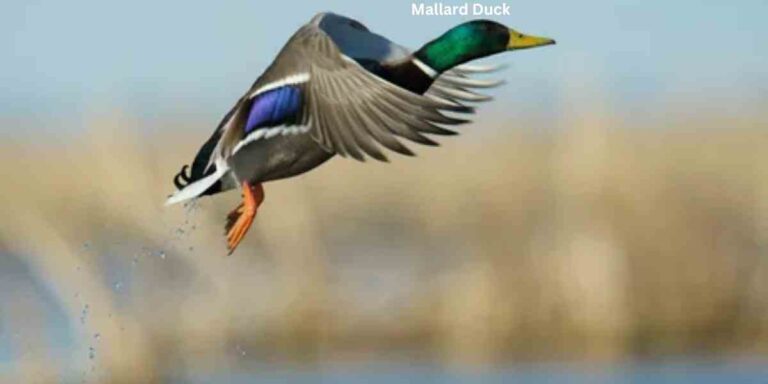 _Mallard Duck