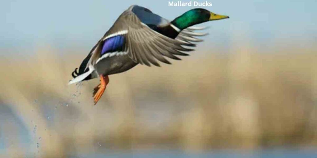 How Long Do Mallard Ducks Live