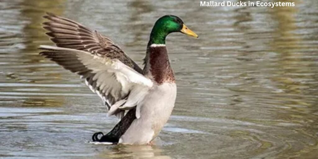 Mallard Ducks in Ecosystems