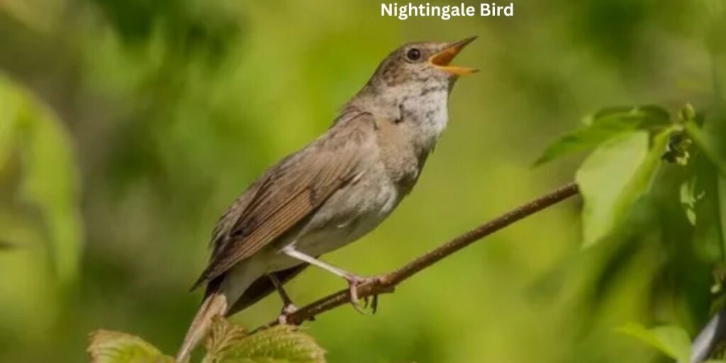 Nightingale