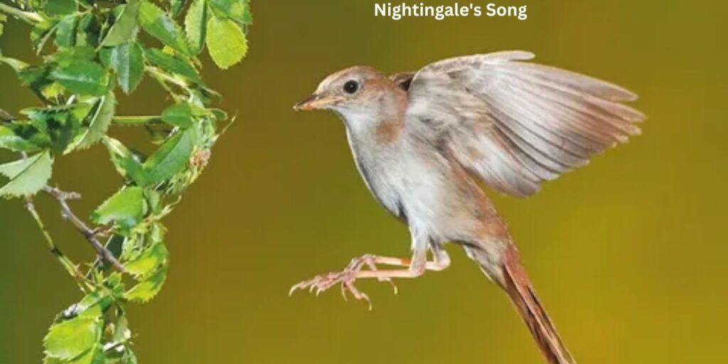 Nightingale's Song