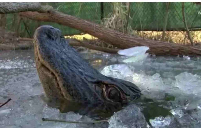 North Carolina Frozen Alligators: A Chilling Phenomenon