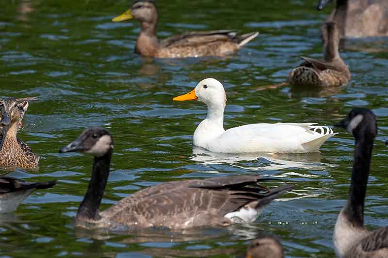 Ducks and Geese