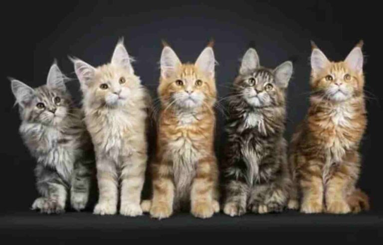 The Charming World of Orange Maine Coon Kittens: A Comprehensive Guide