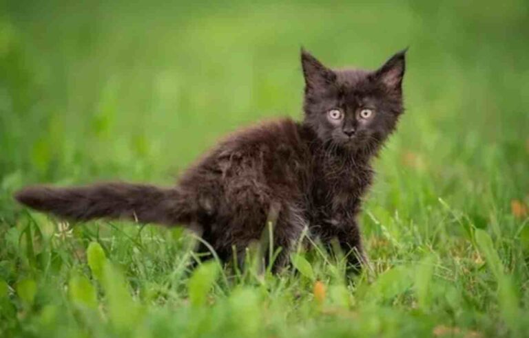 The Enigmatic Black Maine Coon Kitten: A Comprehensive Guide