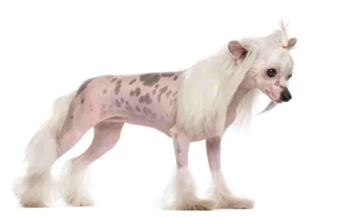 Understanding Chinese Crested Dog Price: