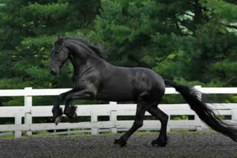 Understanding Friesian Horse Price: What You Need to Know Before Buying