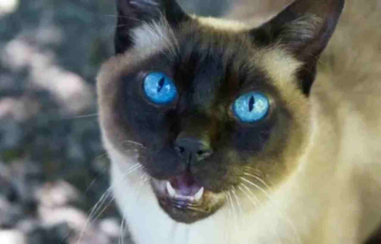 Exploring the Allure of the Black Siamese Cat