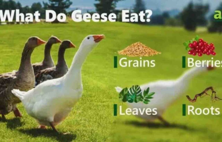 What Do Canada Geese Eat? A Detailed Guide to Their Diet