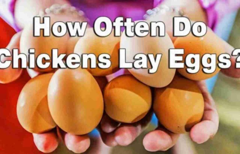 How Often Do Chickens Lay Eggs Naturally? A Comprehensive Guide