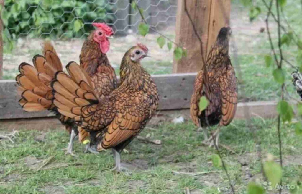 Types of Bantam Chickens