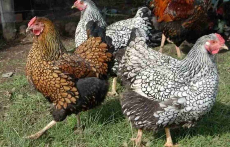 Wyandotte Chicken: A Comprehensive Guide to This Beautiful Breed