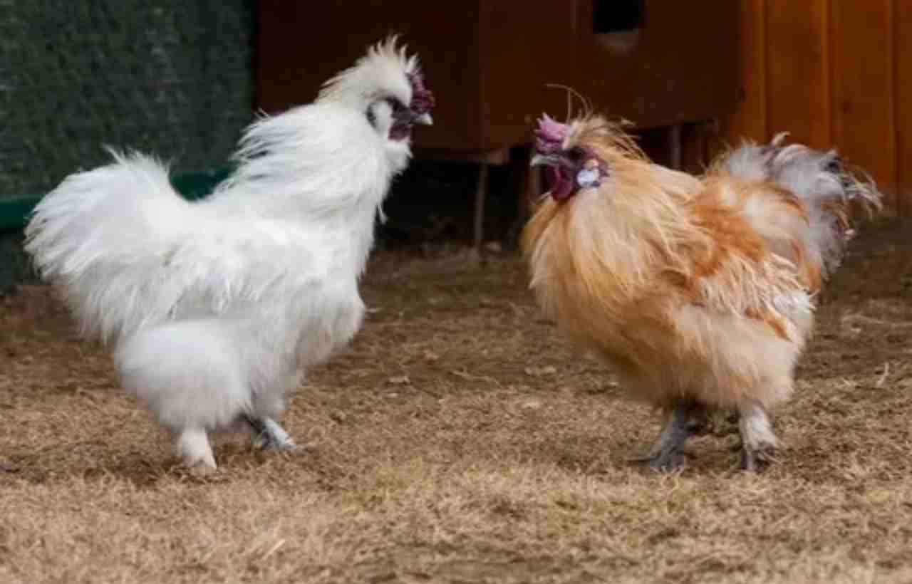 Chicken Breeds with Mohawks: Exploring Unique Feathered Friends