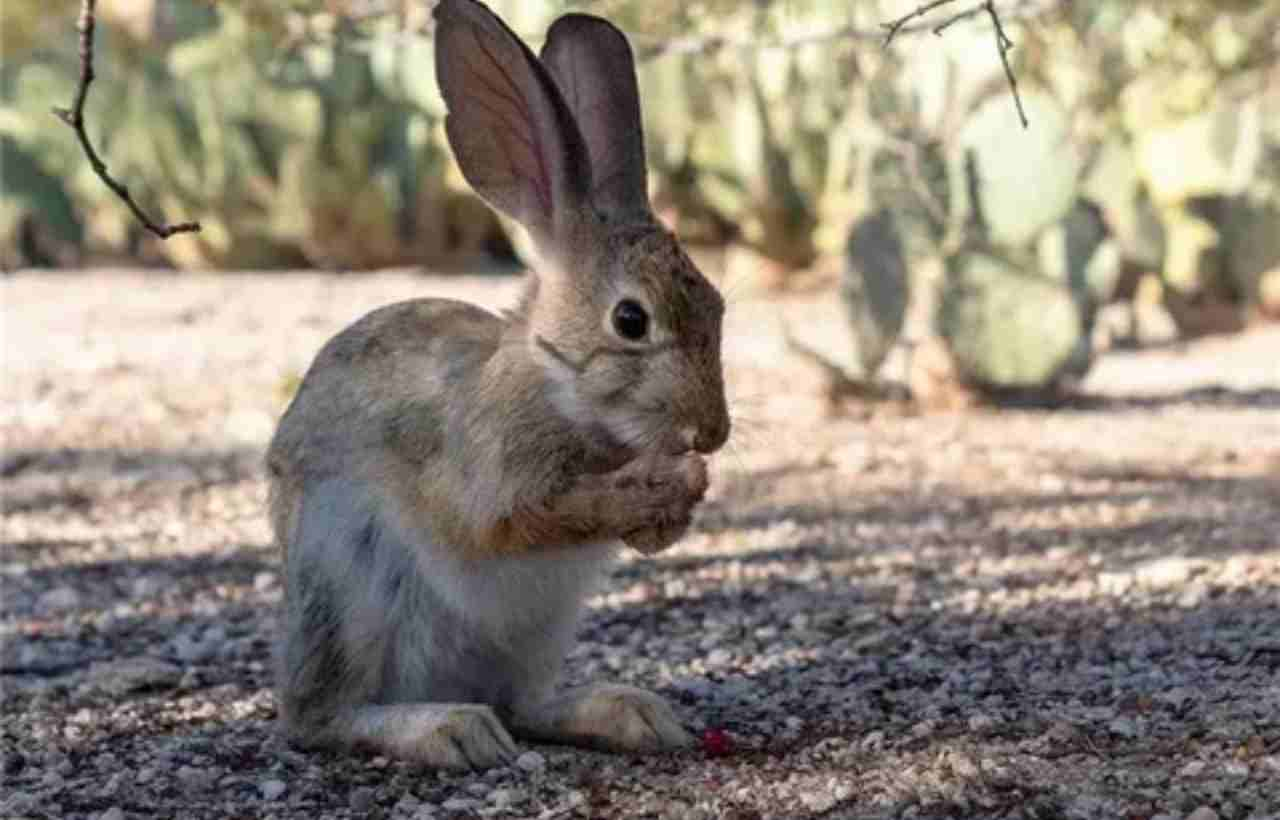 Baby Cottontail Rabbit: A Comprehensive Guide to Care and Development