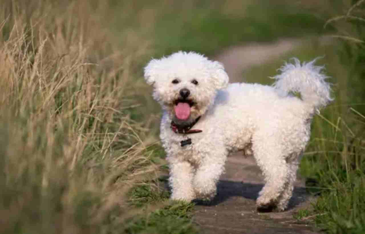 What Do Bichon Frise Usually Die From?