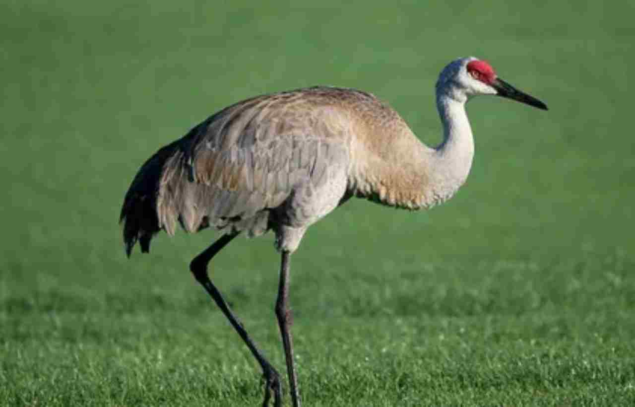 Types of Cranes in Michigan: A Comprehensive Guide