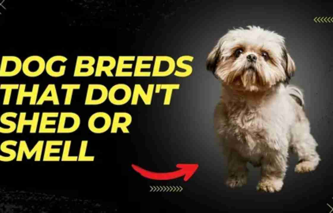 Small Dog Breeds That Don't Shed: A Guide to Low-Shedding Companions