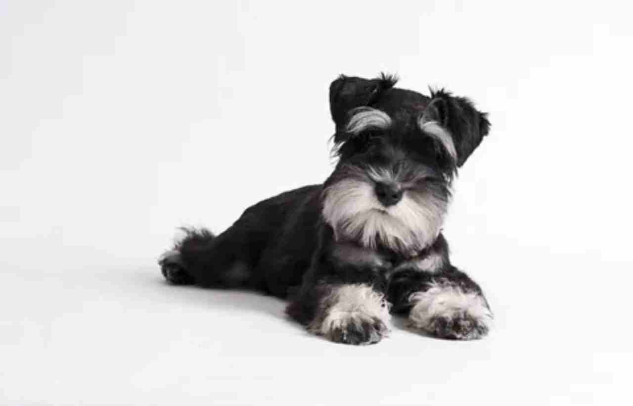 How Much Is a Miniature Schnauzer?