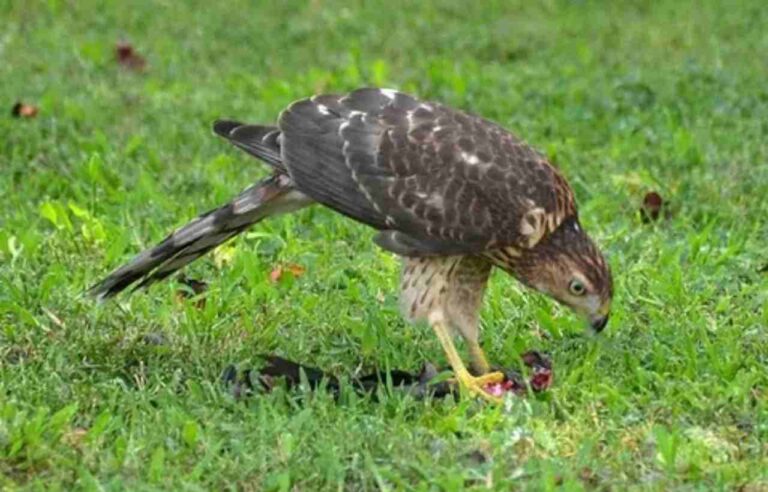 What Do Cooper's Hawks Eat? A Comprehensive Overview of Their Diet