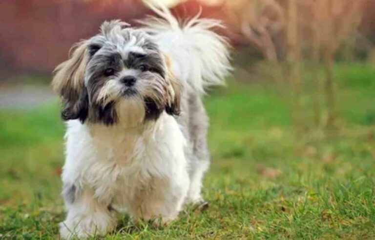 Why Shih Tzu Are the Worst Dog: An In-Depth Look at the Challenges of Ownership