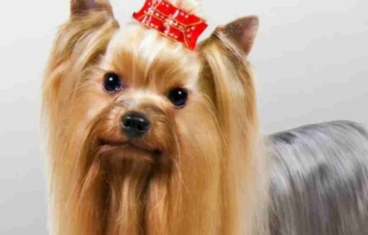 Yorkshire Terrier Life Span: What Every Owner Should Know